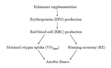 Chemical reactions of erythropoletin in our body image by S-C-Nutrition.