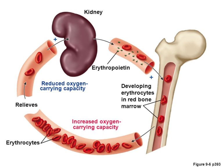Kidney-erythropoletin image by S-C-Nutrition.