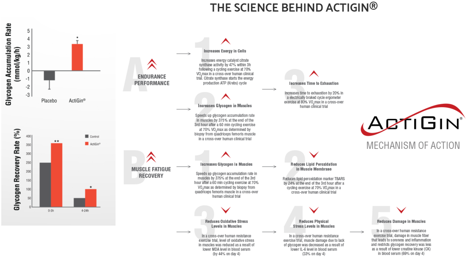 ActiGin mechanisme action image by S-C-Nutrition.