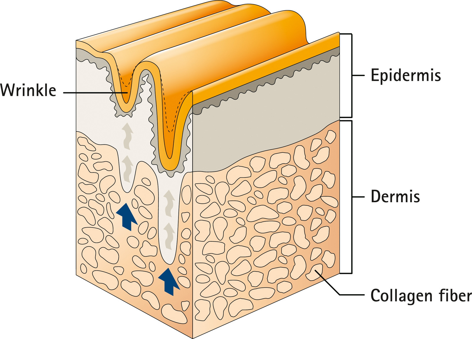 The positive effect of Verisol image by S-C-Nutrition.