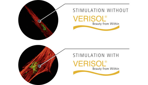 Collagen synthesis in vitro, image by S-C-Nutrition.