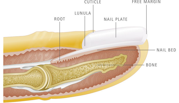 Imagen de la anatomía de las uñas por S-C-Nutrition.