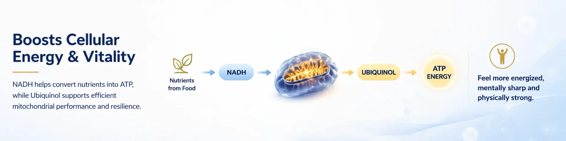 Mitochondrial Activator¹⁴ – Mitochondria & Cellular Energy Formula 5 Boosts energy and mitochondrial performance.